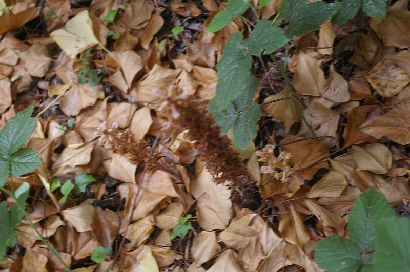 IMGP0018_orobanche du lierre.JPG